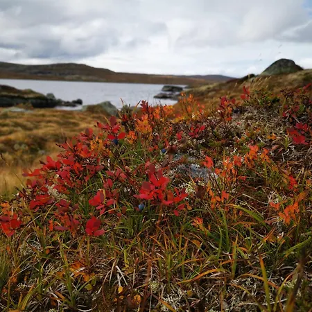 فندق Halne Fjellstugu Maurset